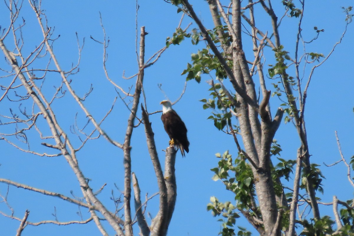 Bald Eagle - ML620611871