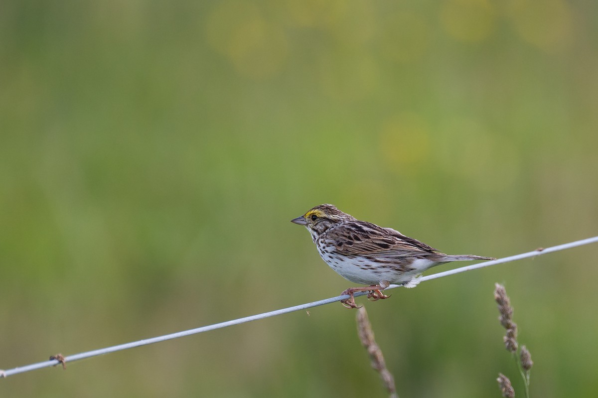 Savannah Sparrow (Savannah) - ML620611872