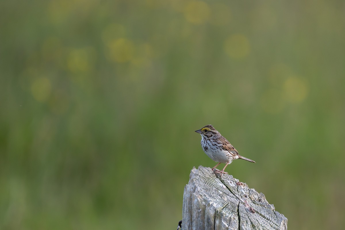 Savannah Sparrow (Savannah) - ML620611874