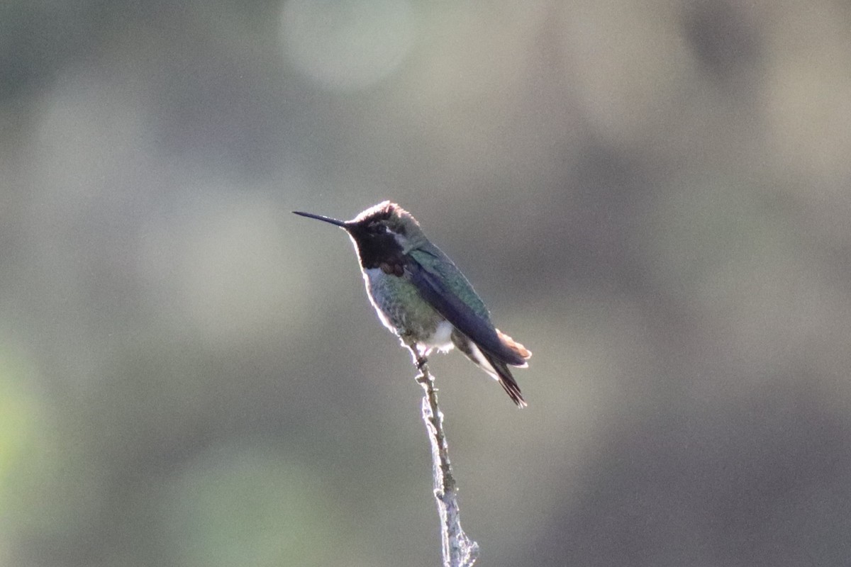 rødmaskekolibri - ML620611881