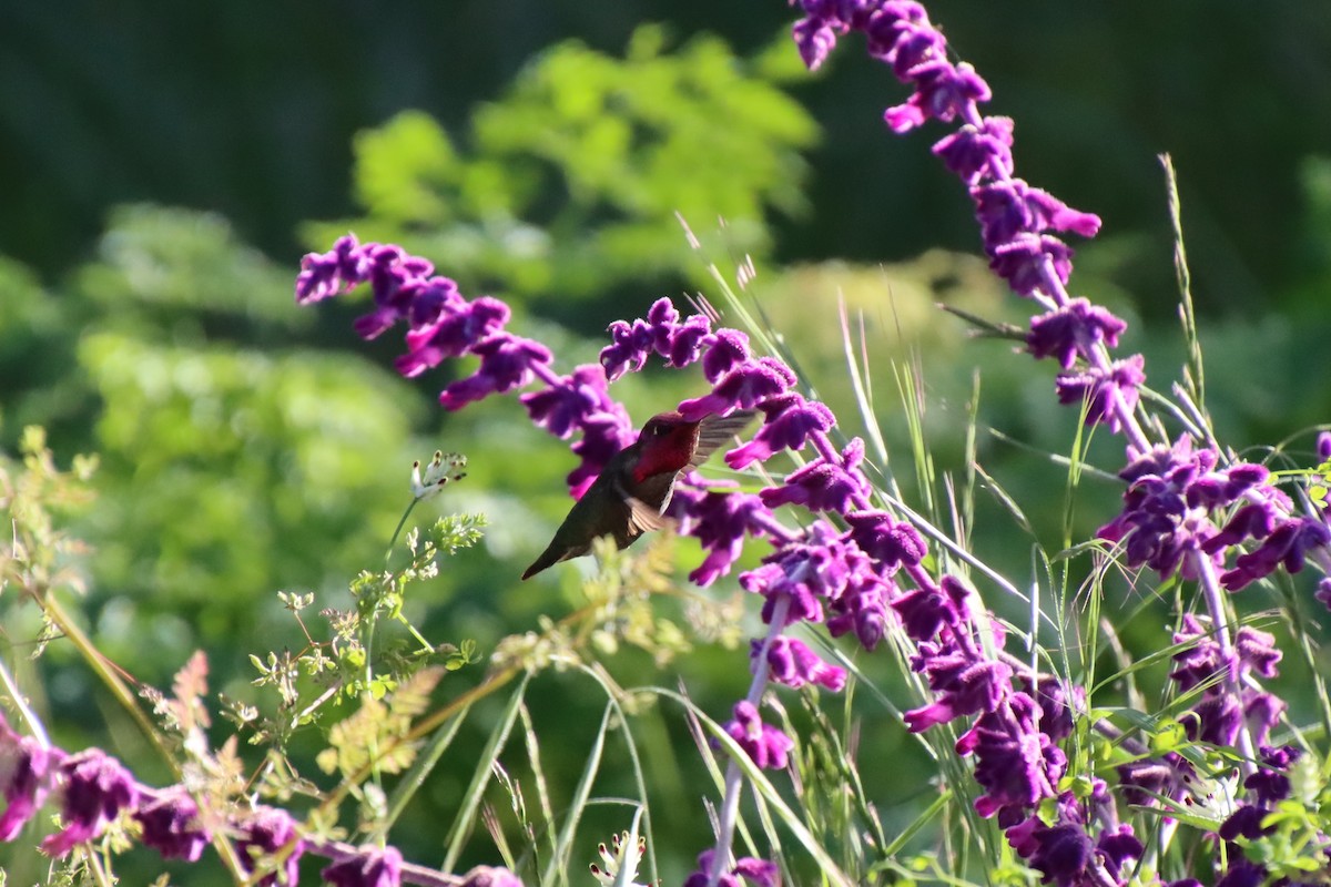 Anna's Hummingbird - ML620611886