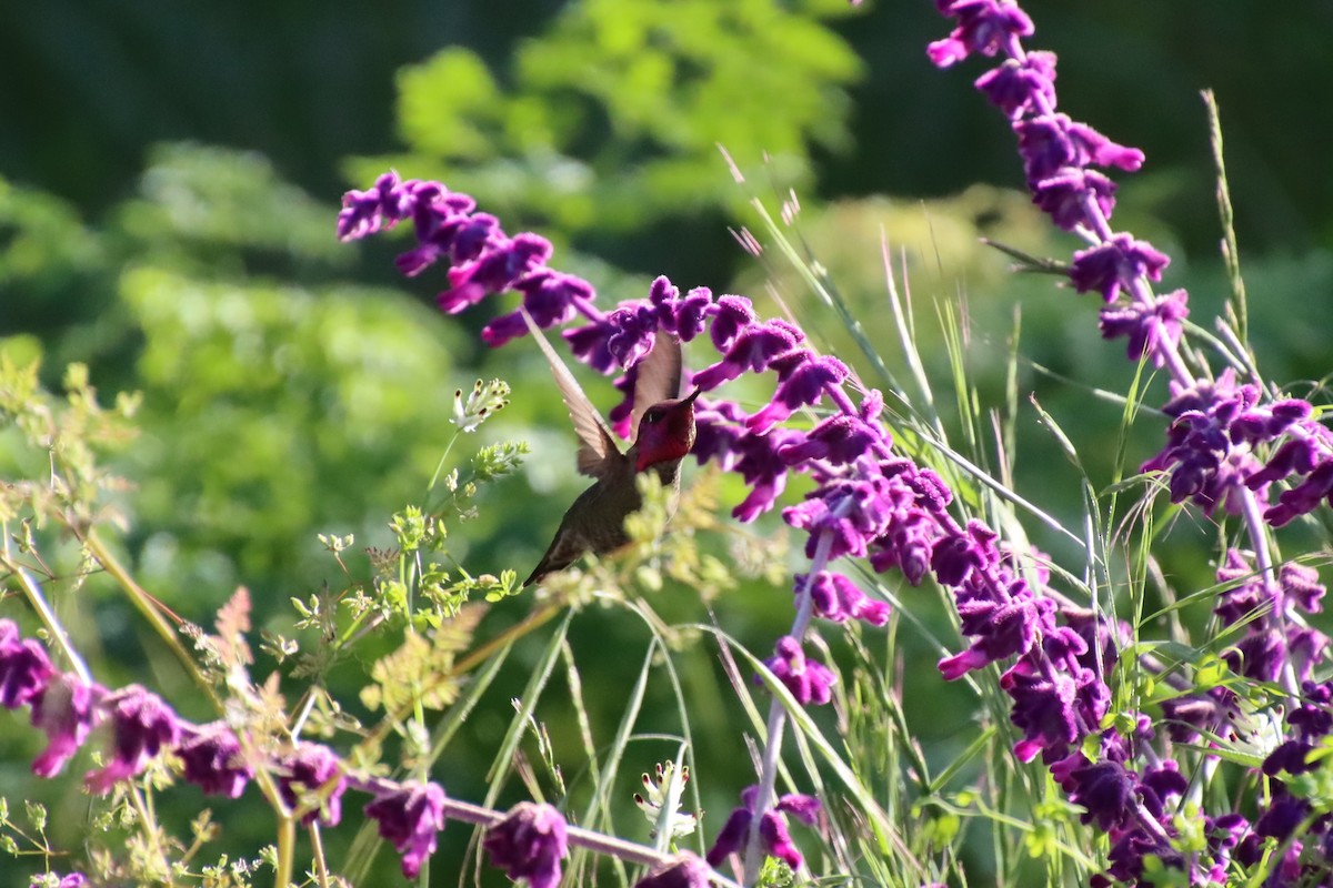 Anna's Hummingbird - Mace Mayor