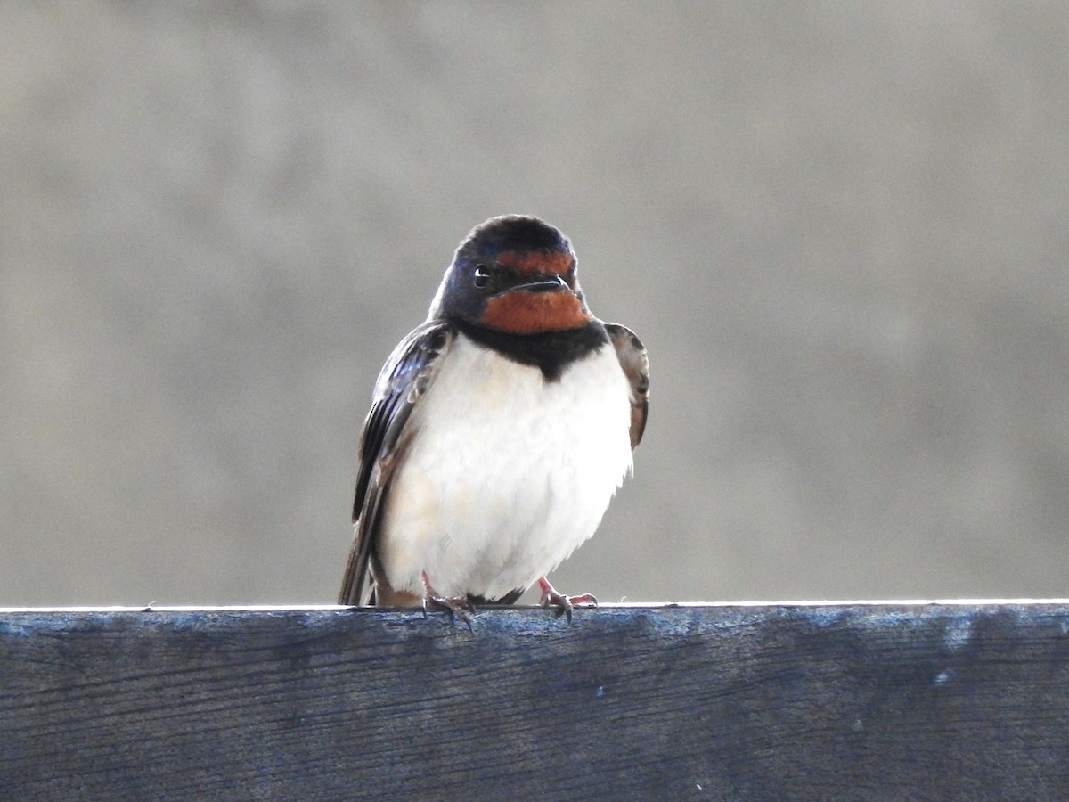 Barn Swallow - ML620611901