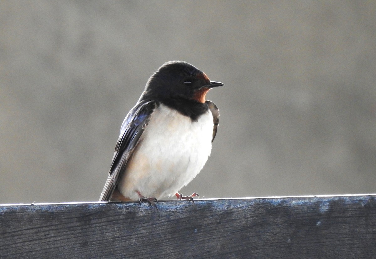 Barn Swallow - ML620611902