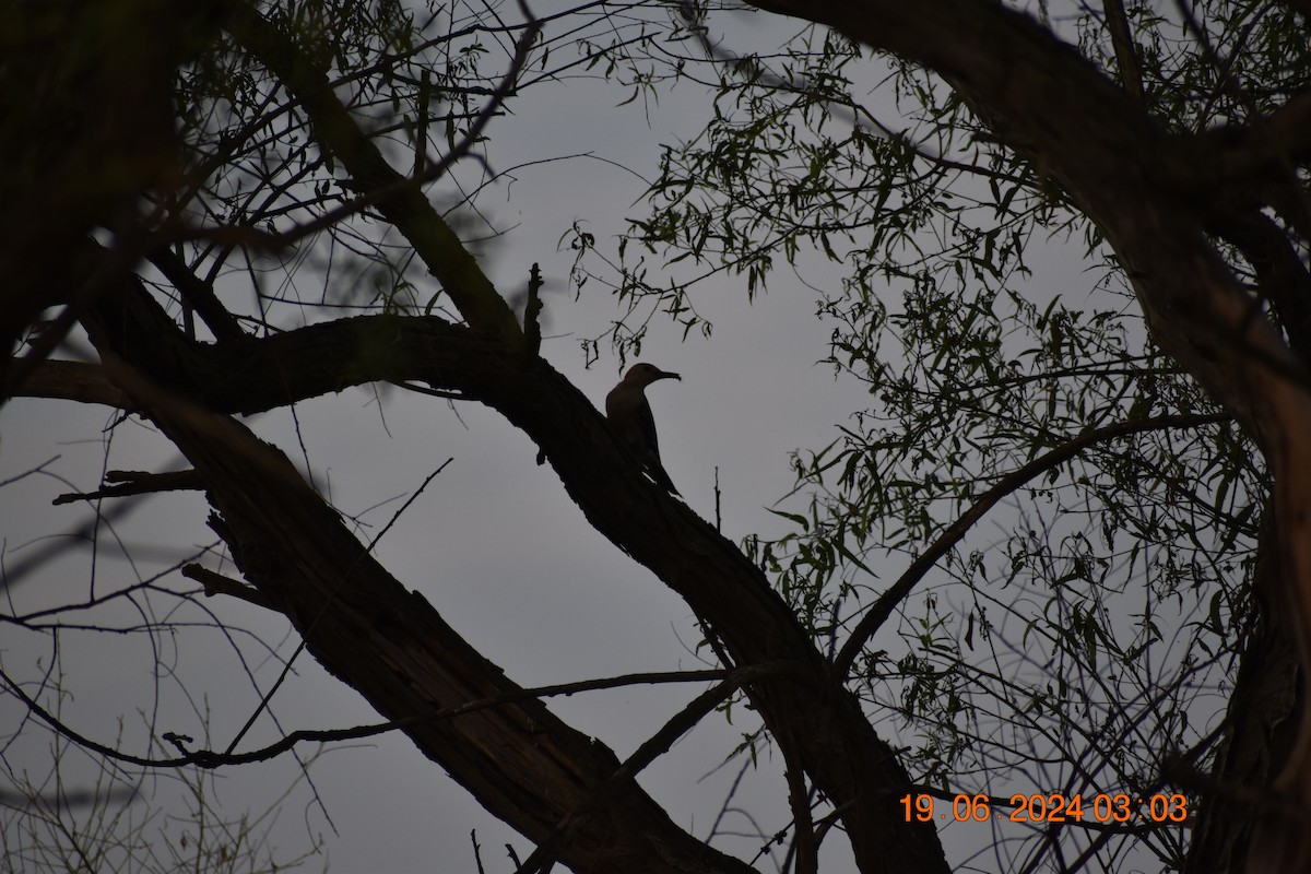 Red-bellied Woodpecker - ML620611909