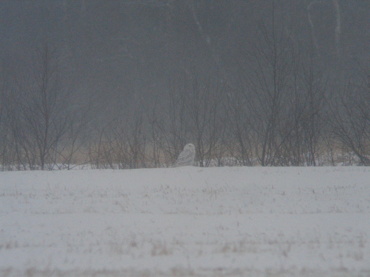 Snowy Owl - ML620611915