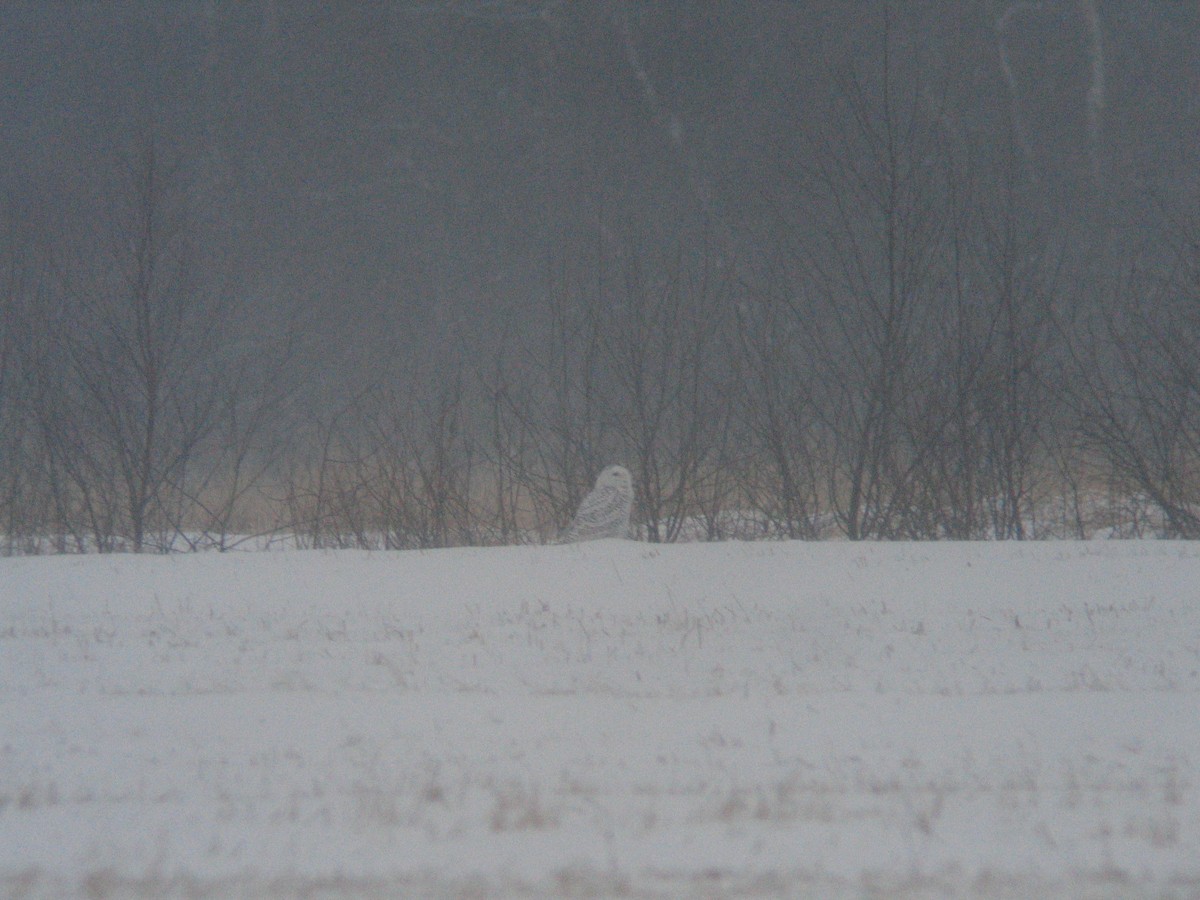 Harfang des neiges - ML620611915