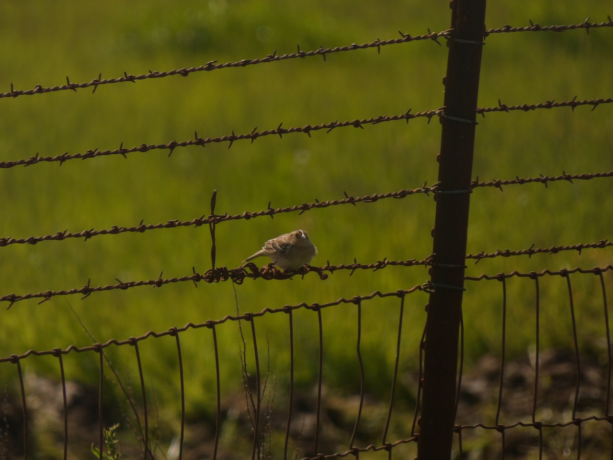 Grasshopper Sparrow - ML620611917