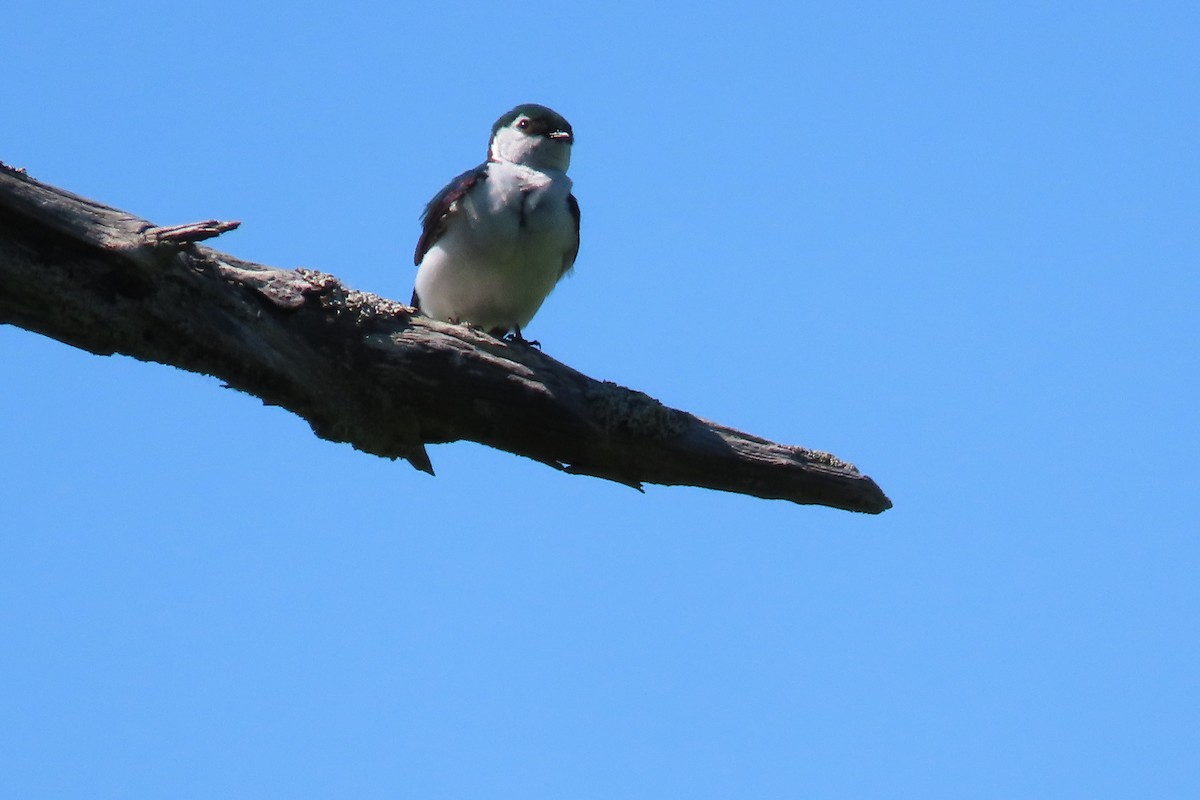 Violet-green Swallow - Anonymous