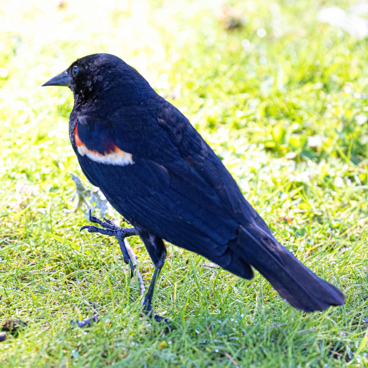 Red-winged Blackbird - ML620611923