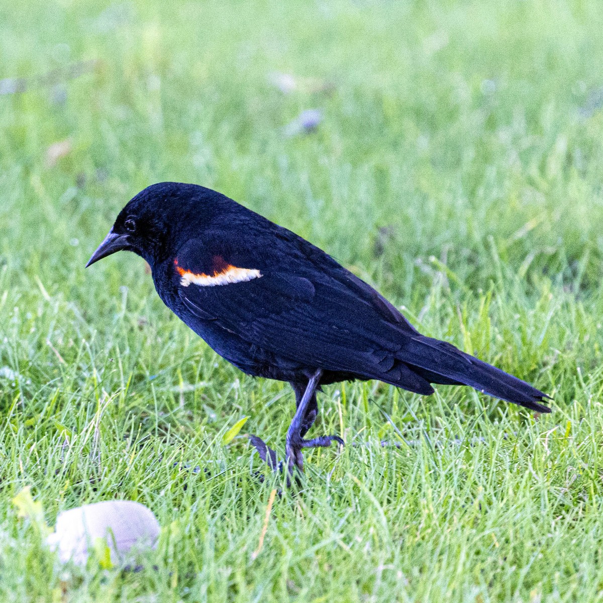 Red-winged Blackbird - ML620611924