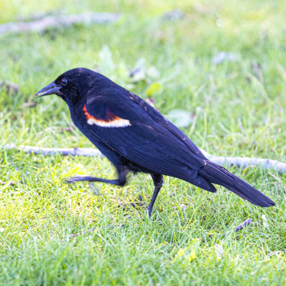 Red-winged Blackbird - ML620611925