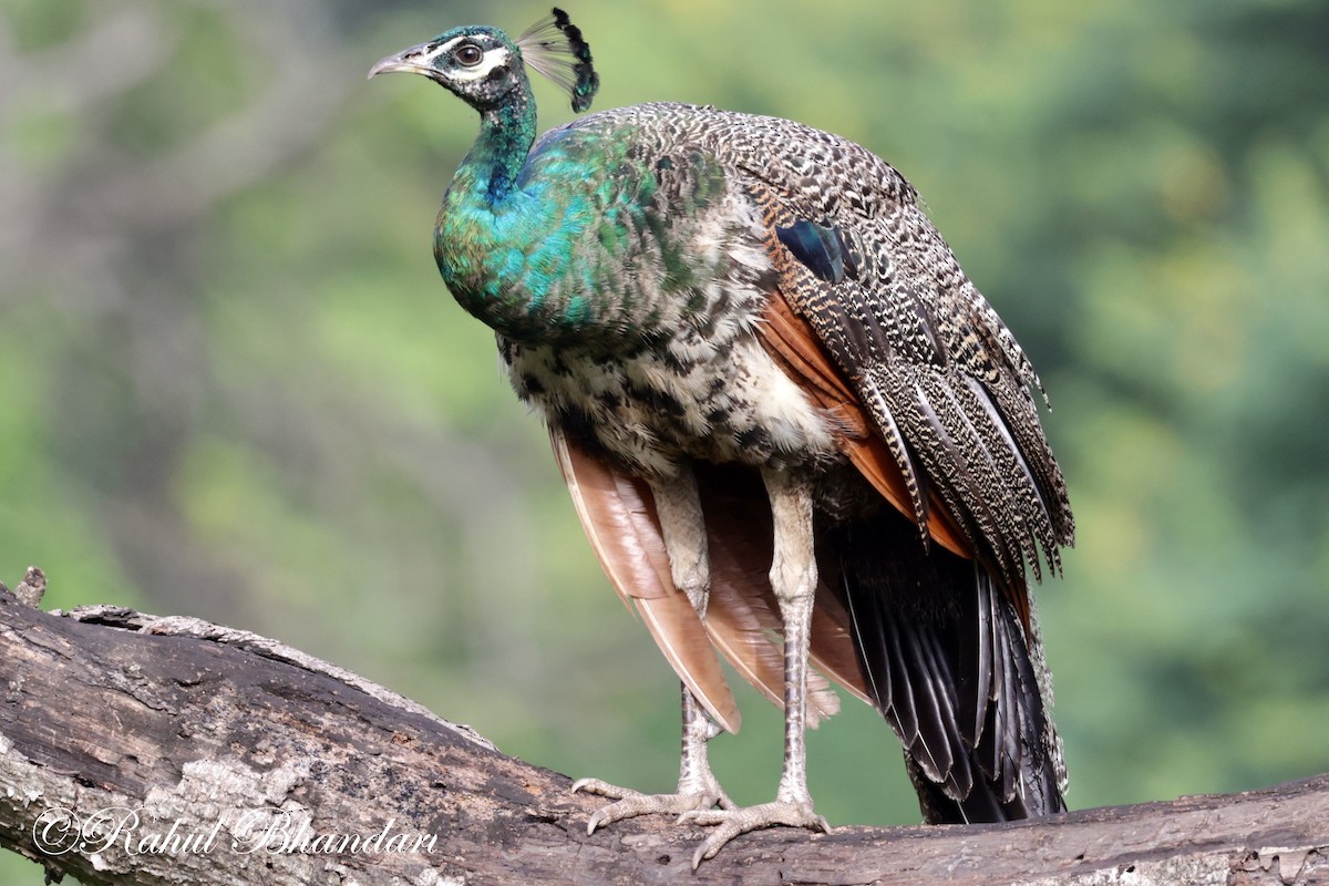 Indian Peafowl - ML620611931