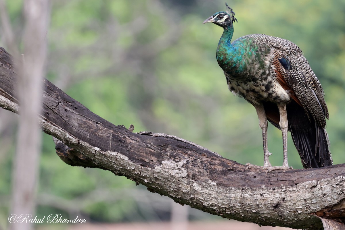 Indian Peafowl - ML620611935