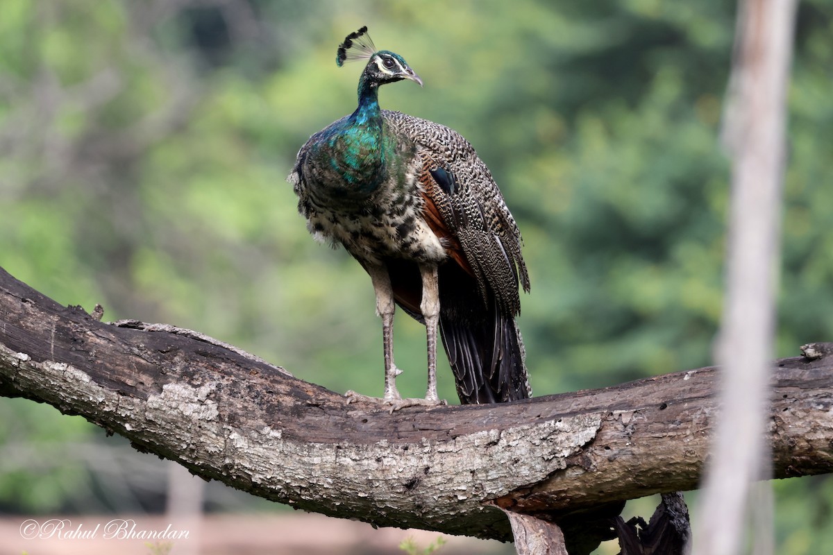 Indian Peafowl - ML620611941