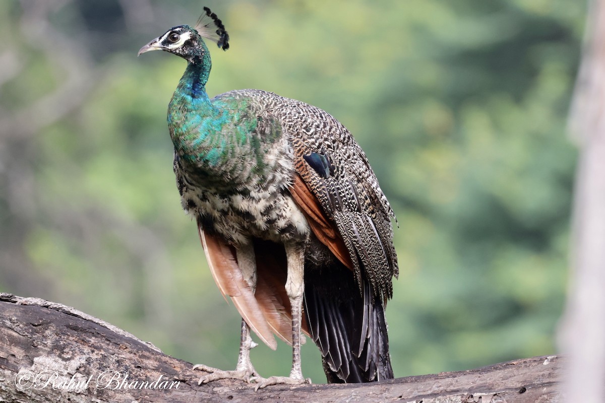 Indian Peafowl - ML620611942