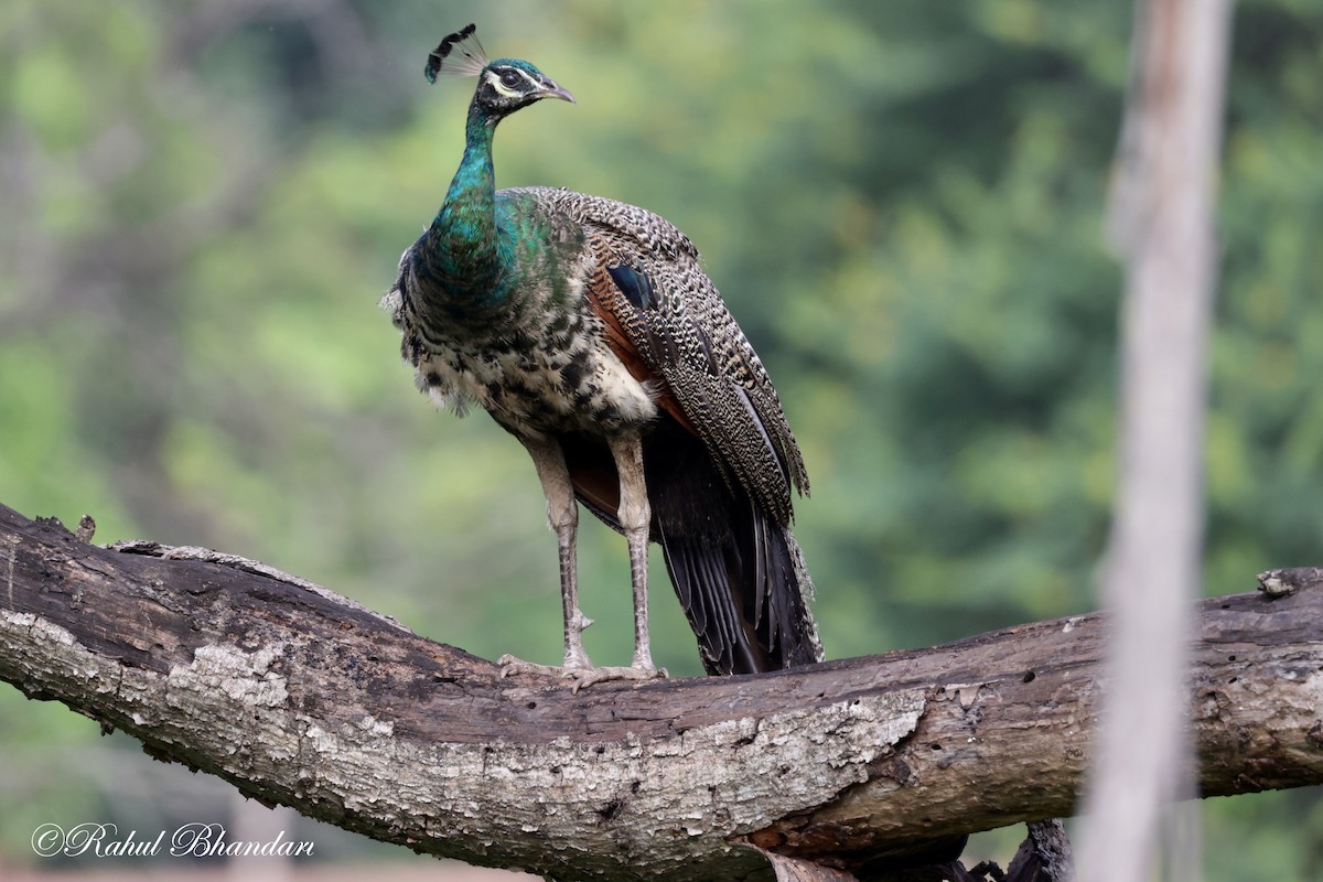 Indian Peafowl - ML620611943