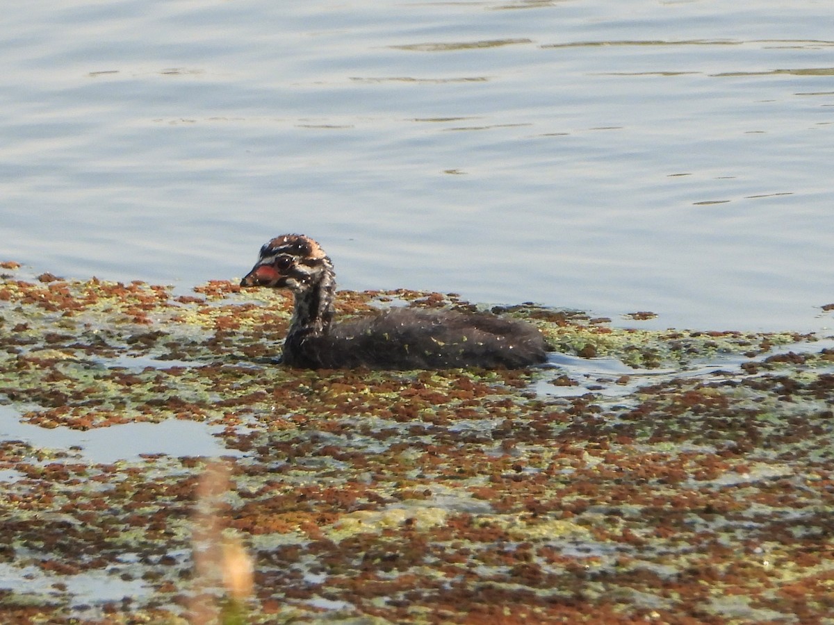 Pied-billed Grebe - ML620611947