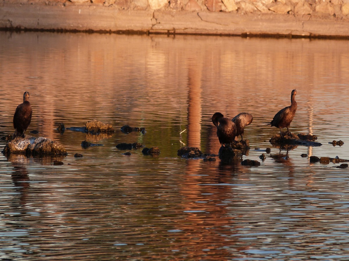 Neotropic Cormorant - ML620611954