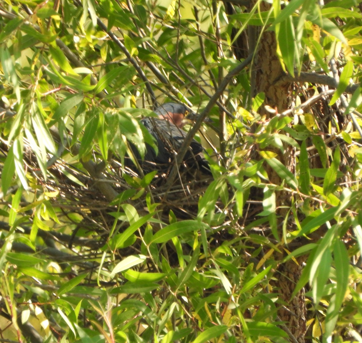 Green Heron - ML620611955