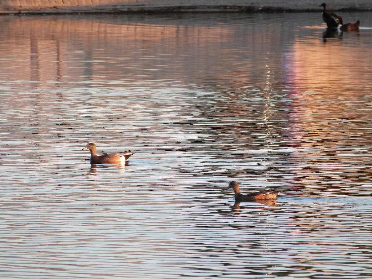 American Wigeon - ML620611958