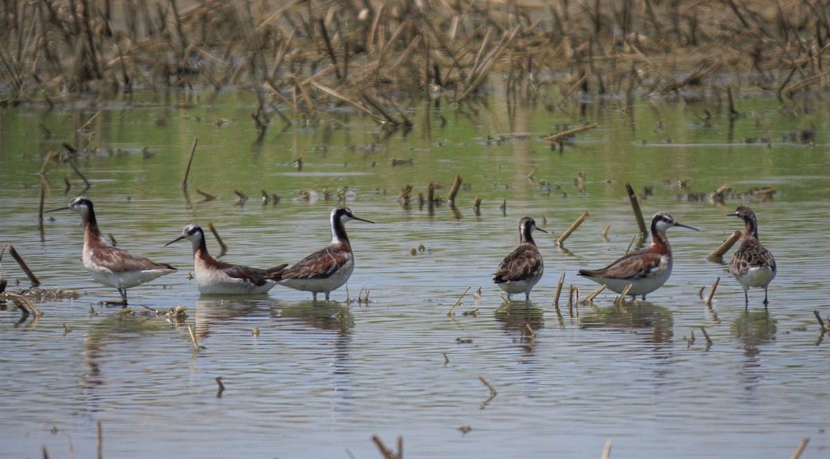 hvithalesvømmesnipe - ML620611959