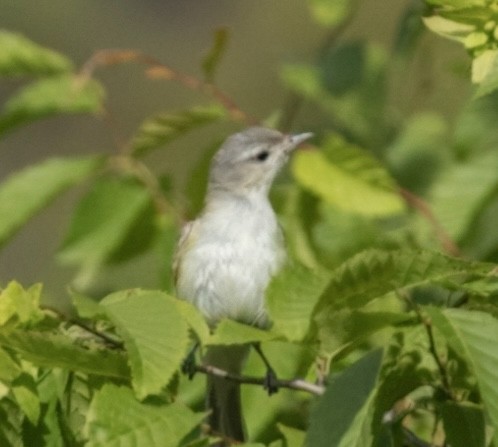 Warbling Vireo - ML620611960