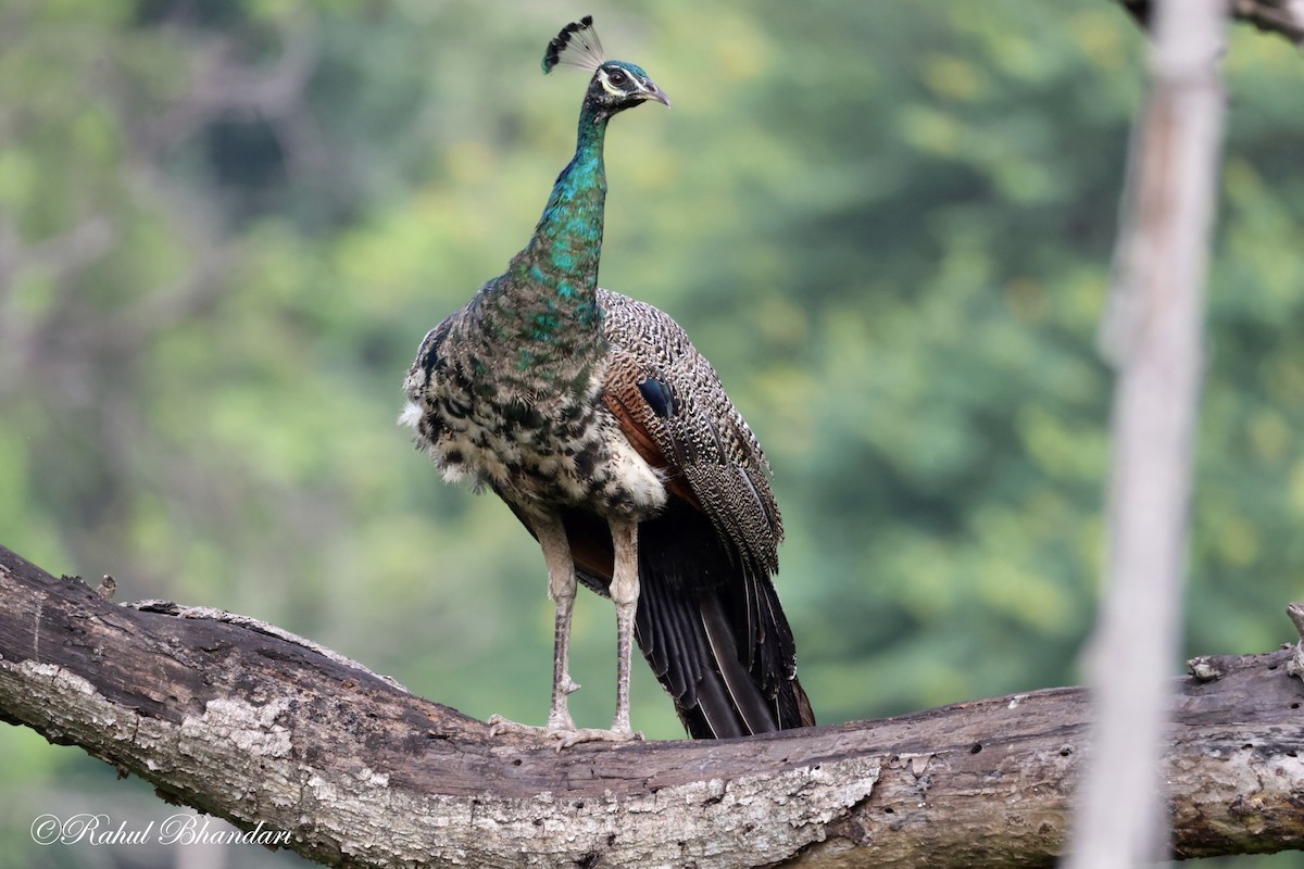 Indian Peafowl - ML620611963