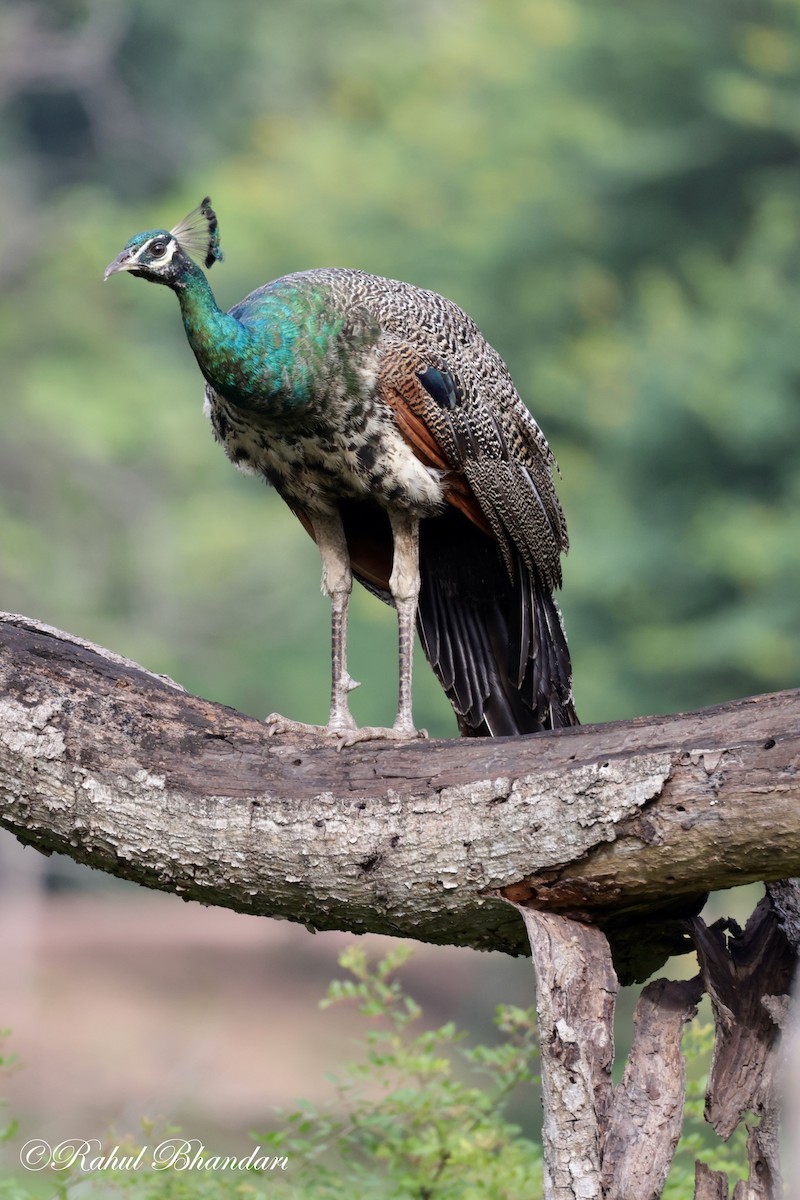 Indian Peafowl - ML620611964