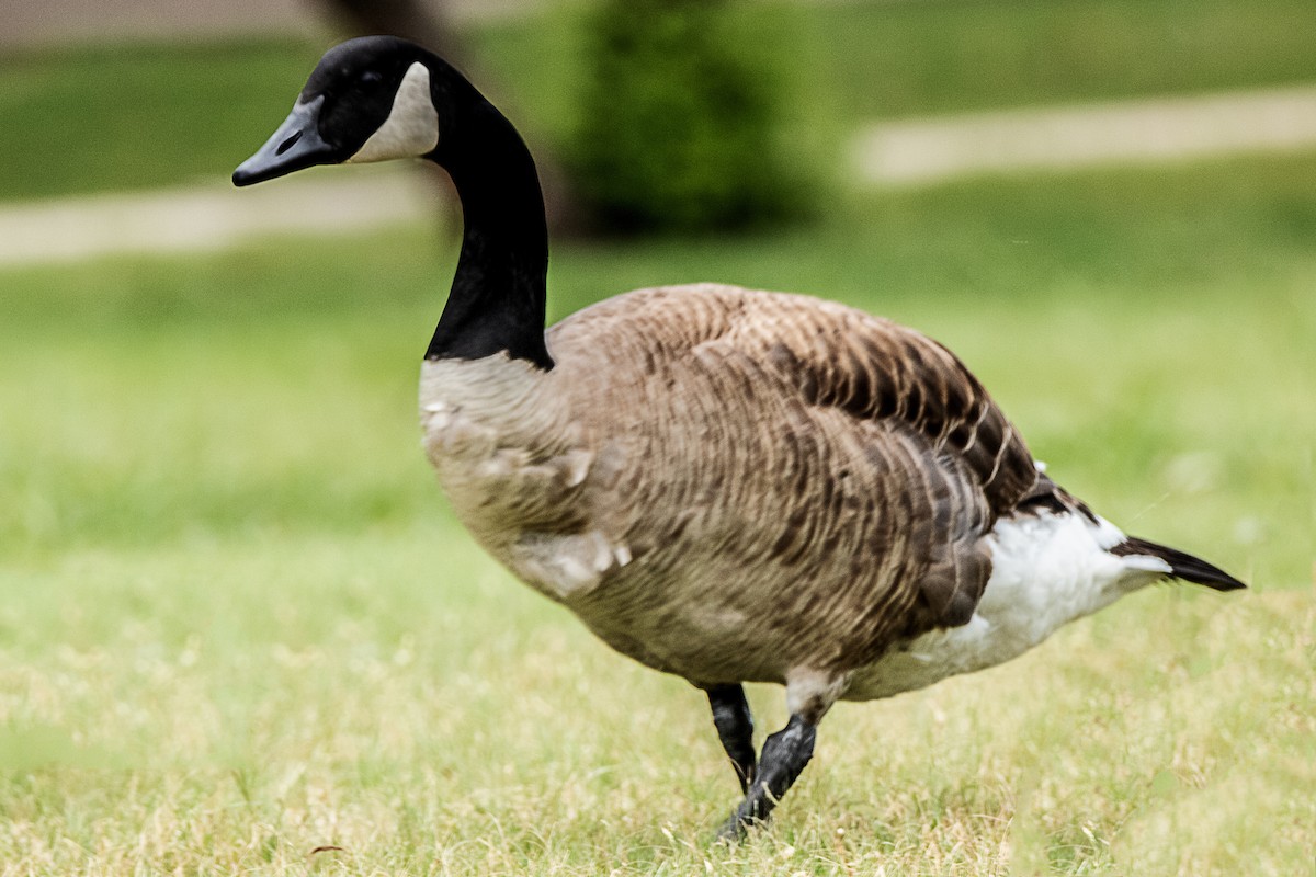 Canada Goose - ML620611967