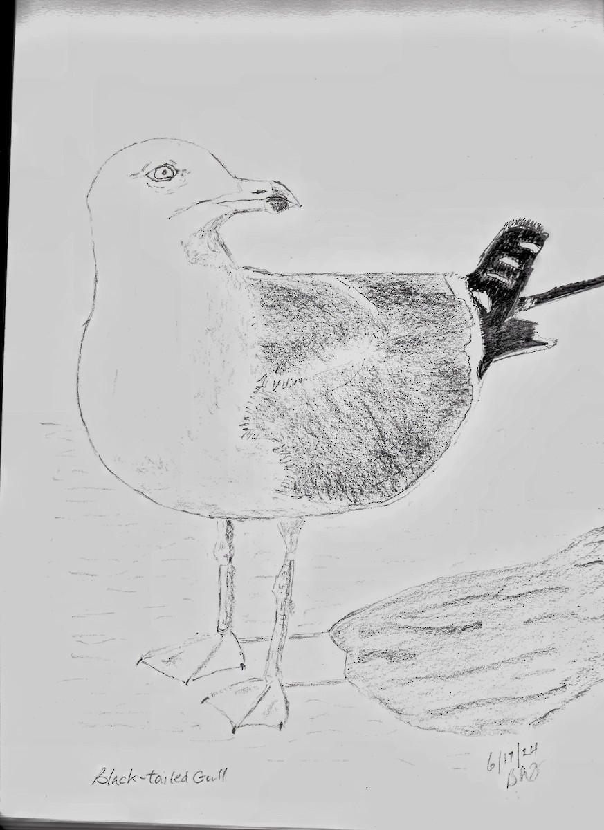 Black-tailed Gull - ML620611969