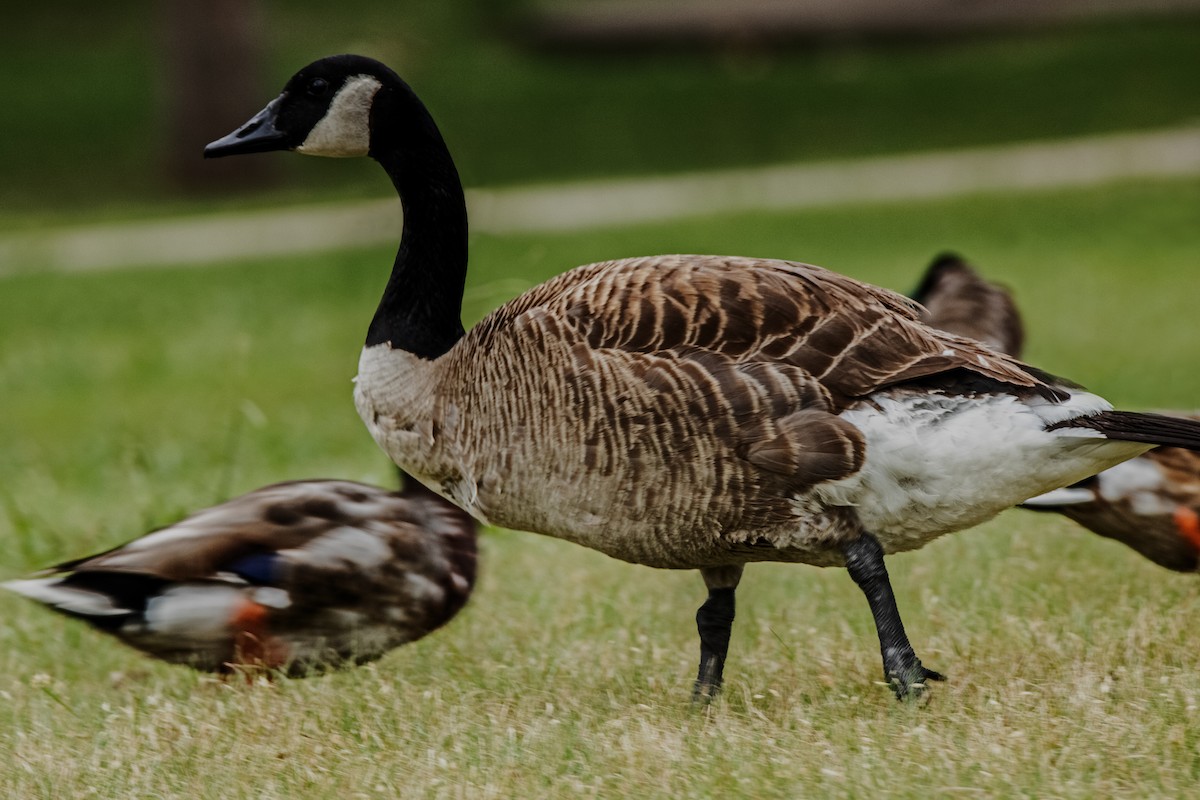 Canada Goose - ML620611970