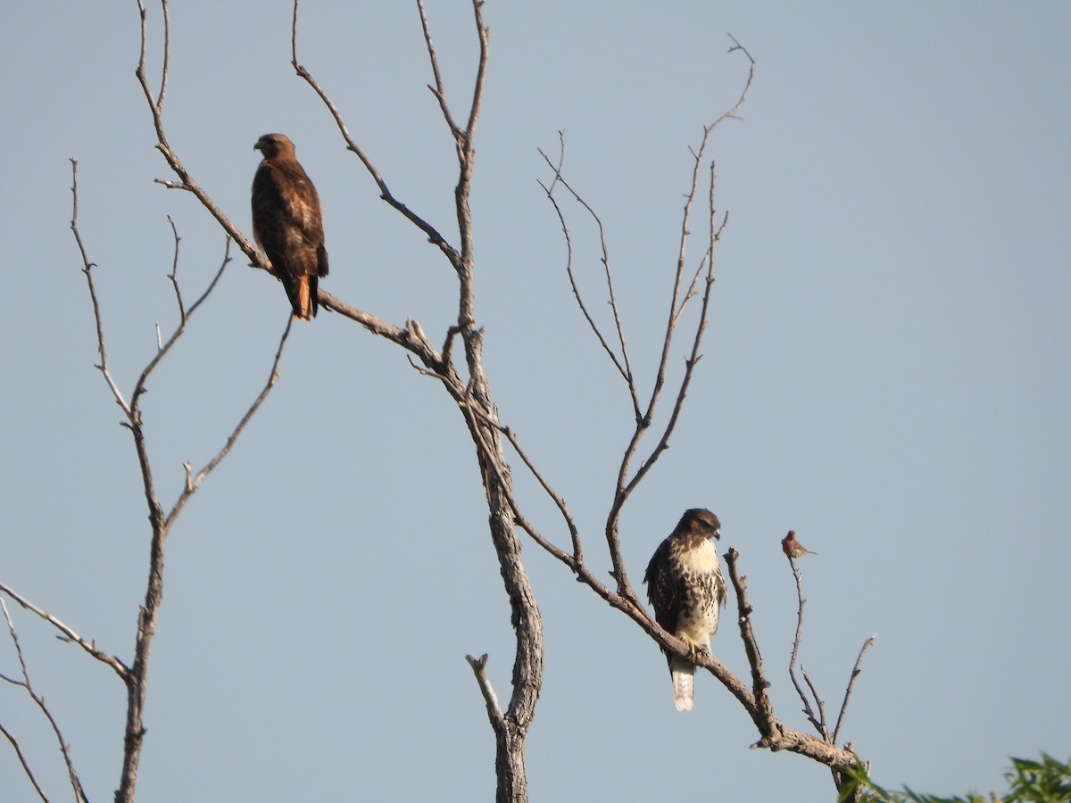 Red-tailed Hawk - ML620611971