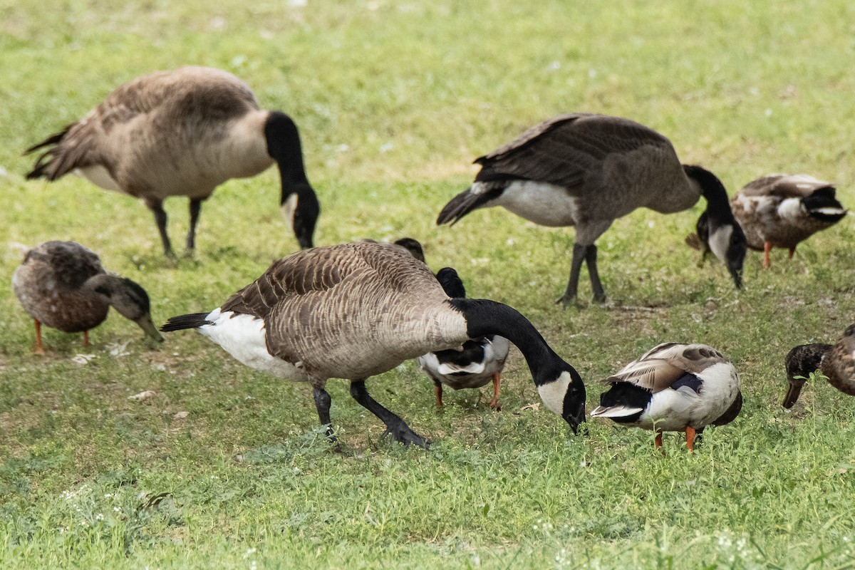 Canada Goose - Dale Bargmann