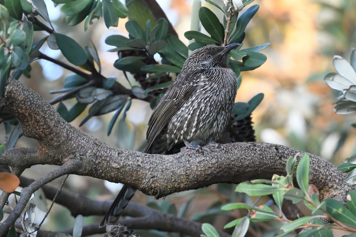 Little Wattlebird - ML620611974