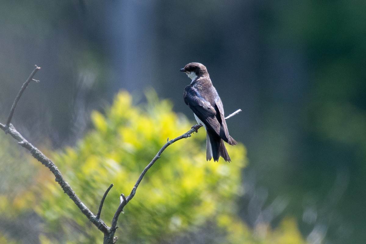 Hirondelle bicolore - ML620611977