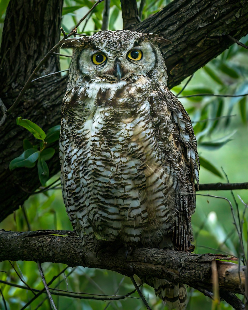 Great Horned Owl - ML620611979