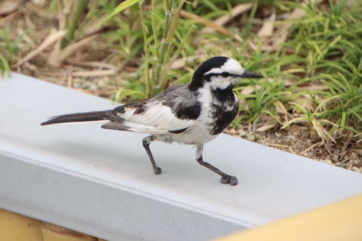 White Wagtail - Mace Mayor