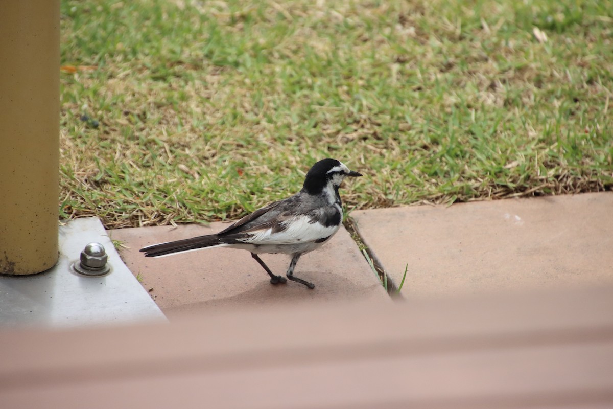 White Wagtail - ML620611982