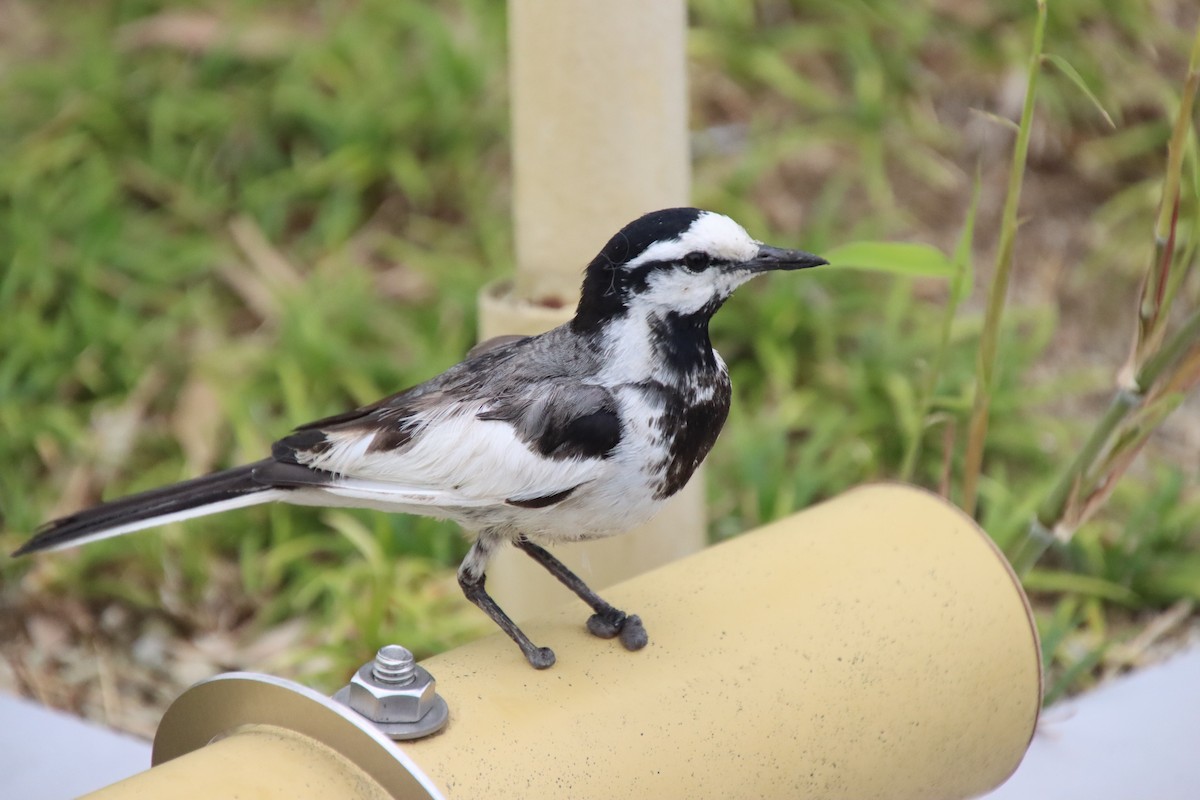 White Wagtail - ML620611983