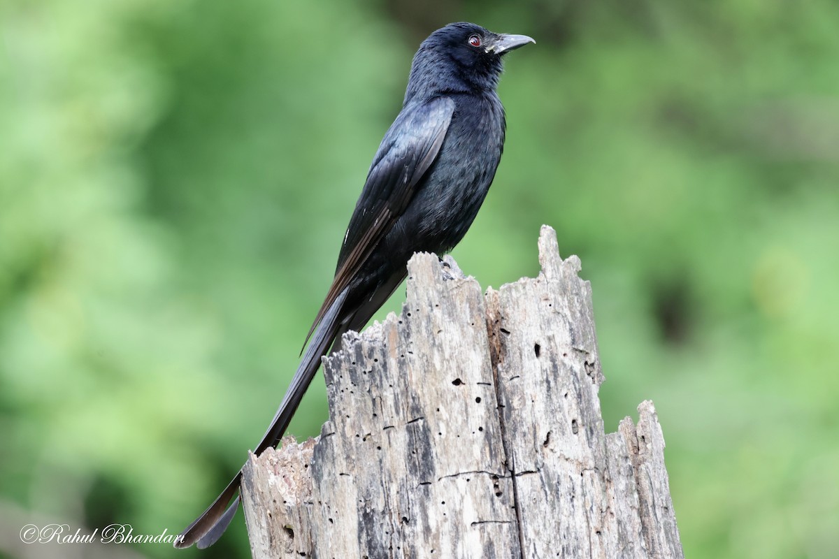 Black Drongo - ML620611986