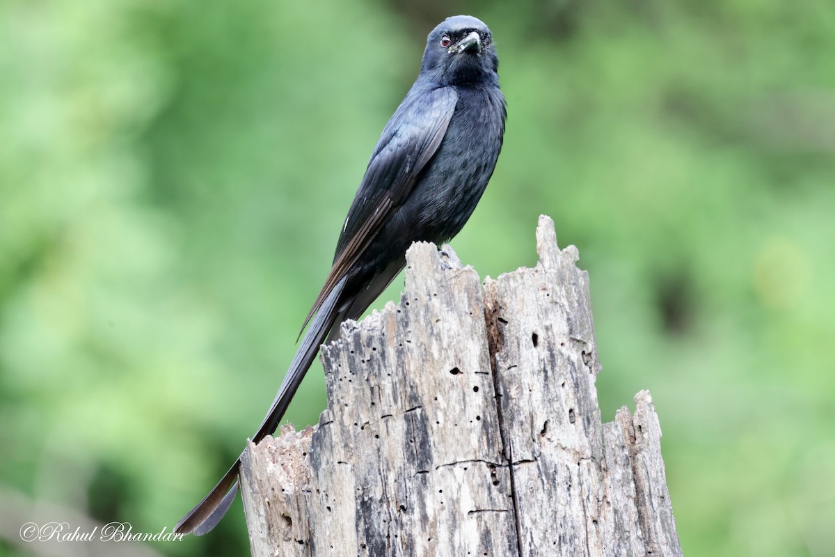 Black Drongo - Rahul Bhandari