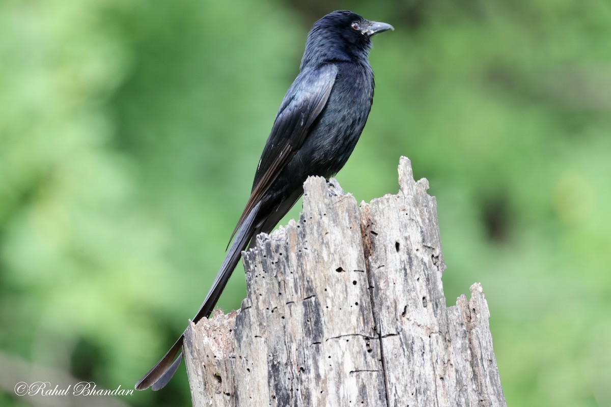 Black Drongo - ML620611988