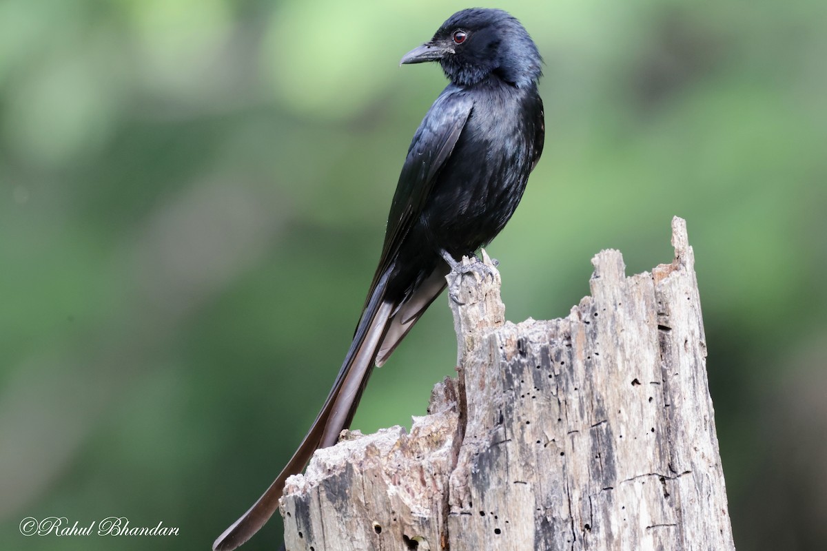 Black Drongo - ML620611989