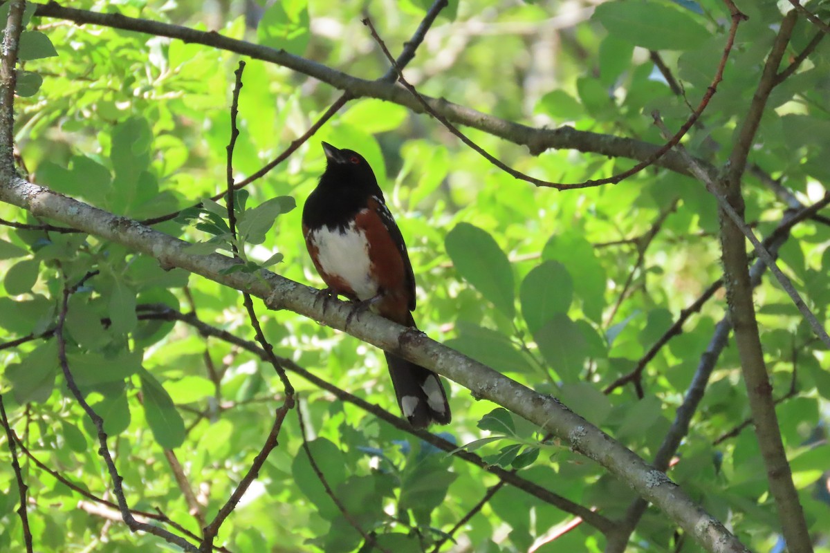 Spotted Towhee - ML620611990