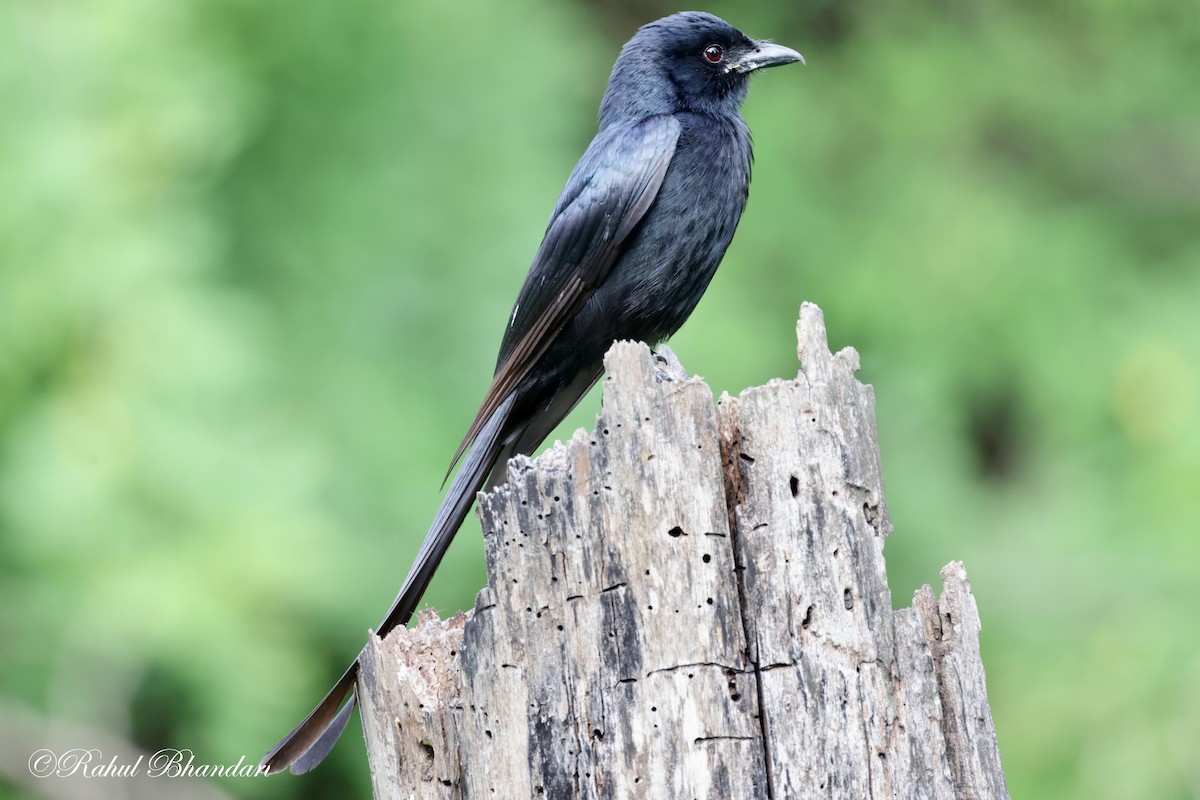 Black Drongo - ML620611991