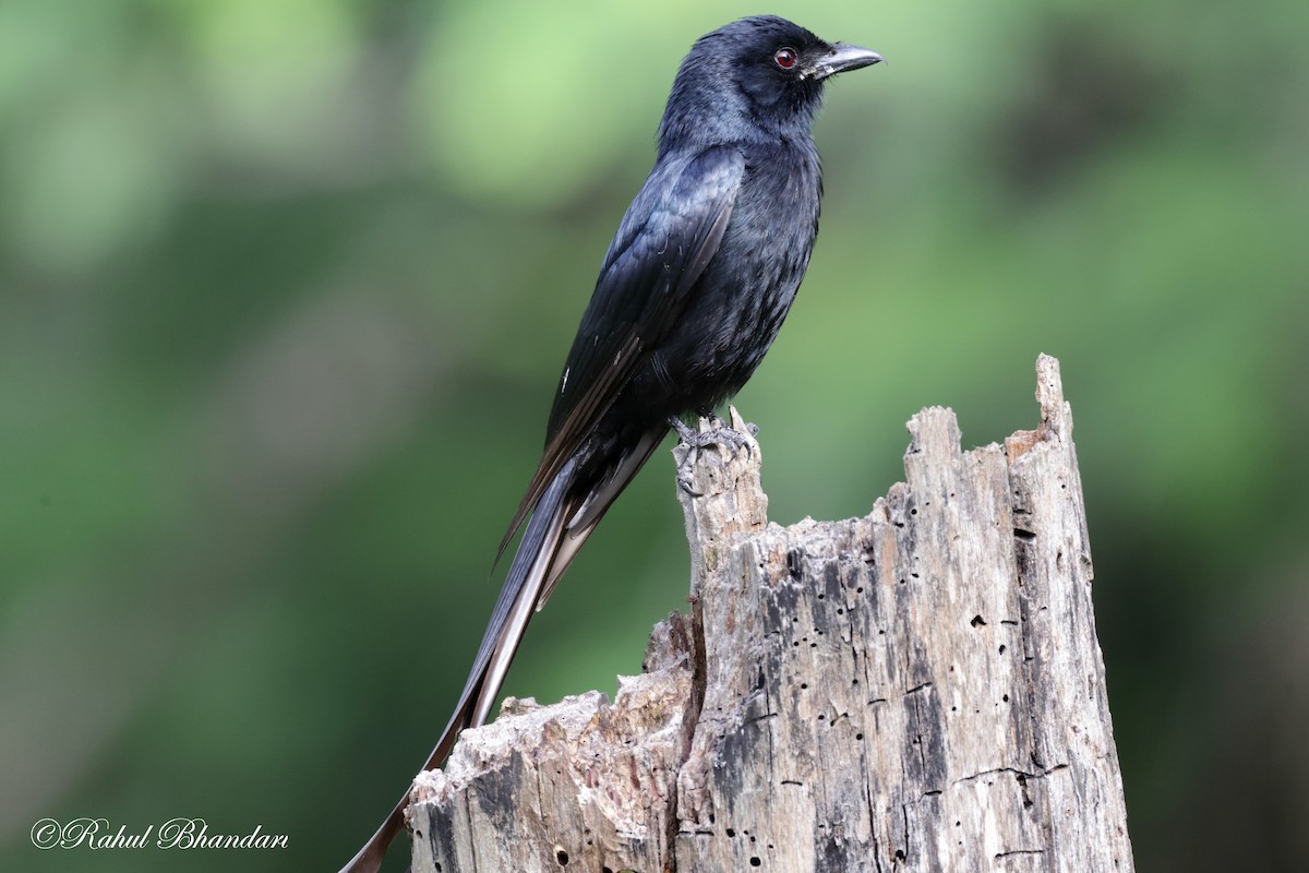 Black Drongo - ML620611993