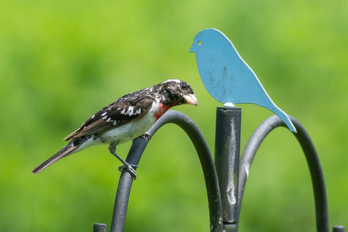 Rose-breasted Grosbeak - ML620611994