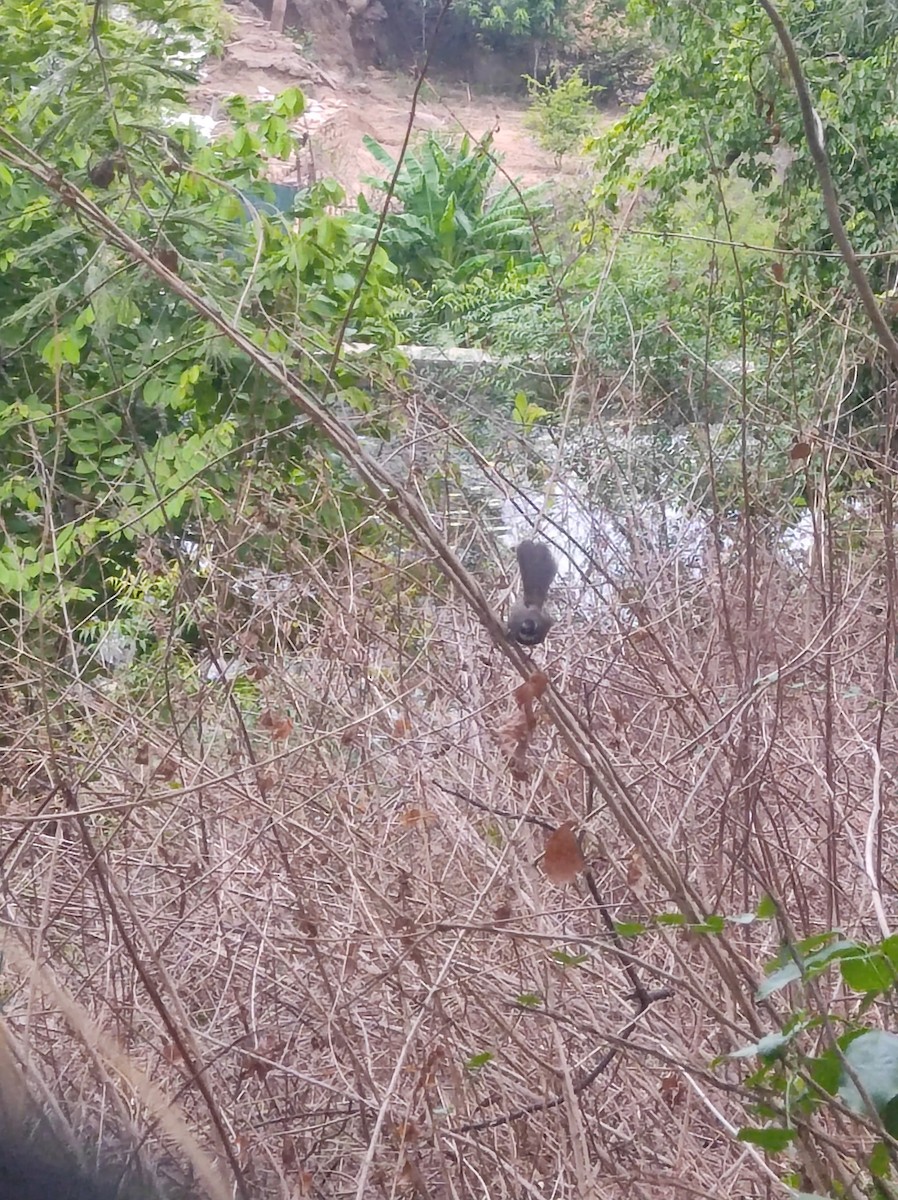 Spot-breasted Fantail - ML620611995