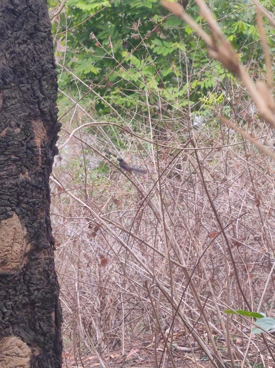 Spot-breasted Fantail - ML620611996